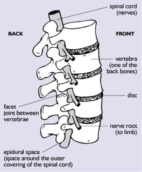 spinal detail